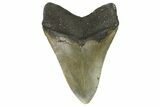 Fossil Megalodon Tooth - North Carolina #164874-2